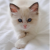 White-Kitten-Blue-Eyes_580x