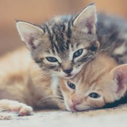 Two-kittens-GettyImages-559292093-58822e4f3df78c2ccd8b318c