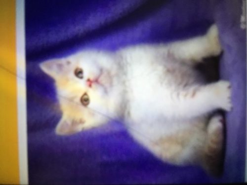 Gezocht een kattin net uit nestje