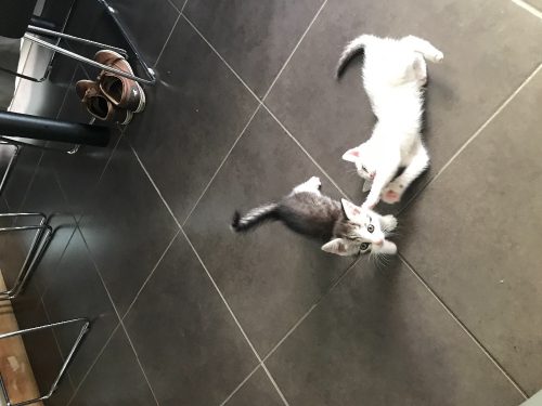 Mooie kittens, in huis geboren