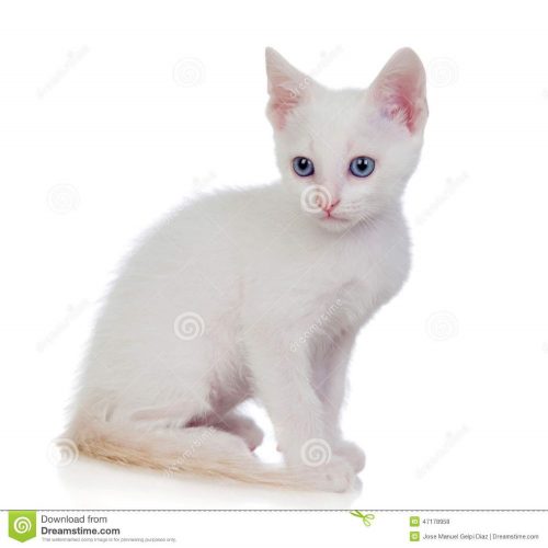 wit of grijs tijgertje west-vlaanderen