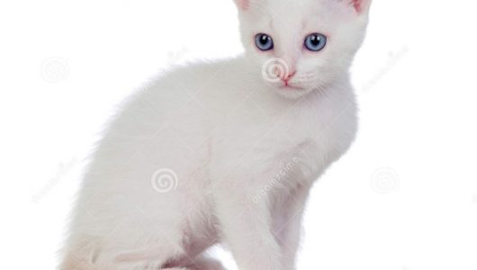 weinig-witte-kat-met-blauwe-ogen-47178958