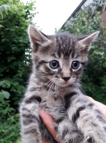 2 gratis tijgers kittens