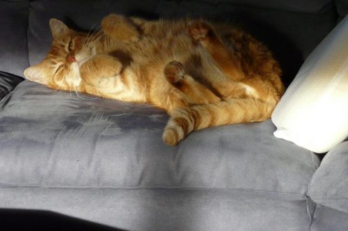 Lief katertje gezocht