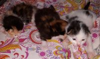 Gratis kittens regio Limburg