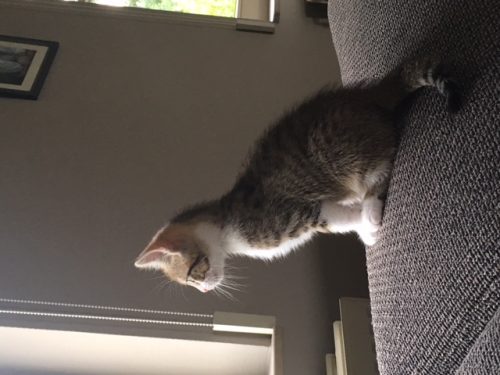Warm nieuw thuis gezocht voor katertje