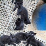 3 zwarte kittens (2 katers, 1 katin)