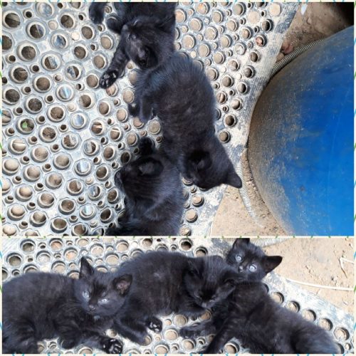 3 zwarte kittens (2 katers, 1 katin)