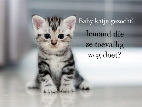 Schattige kitten gezocht