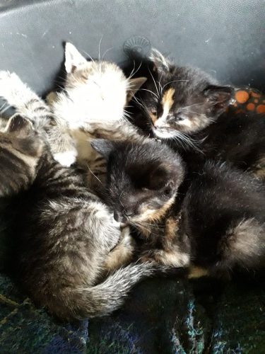 3 gratis kittens