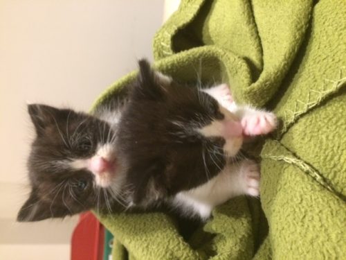 2 vondeling kittens.