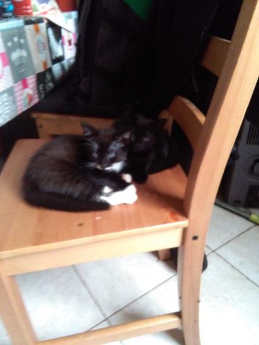 2 kittens – direct beschikbaar