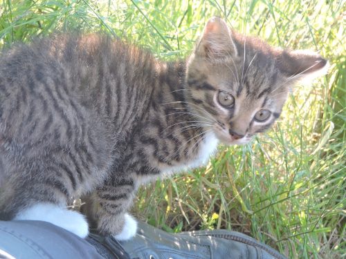 Kattinnetje gezocht regio Ieper