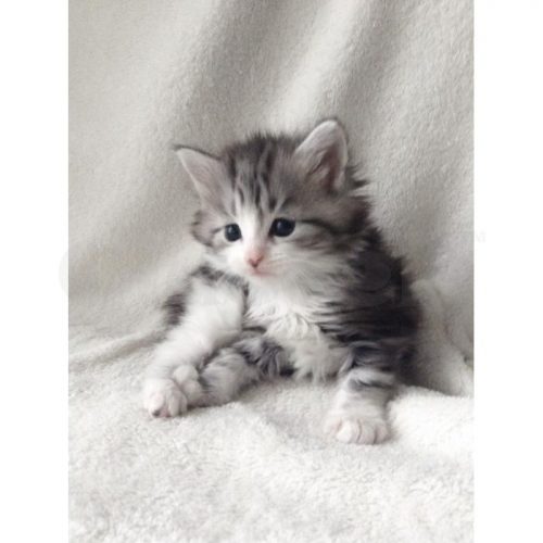 hallo ik heb m en v kittens op zoek naar geïnteresseerde dierenliefhebber ze zijn niet te koop