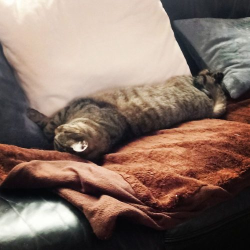 Op zoek naar een kitten regio Diest