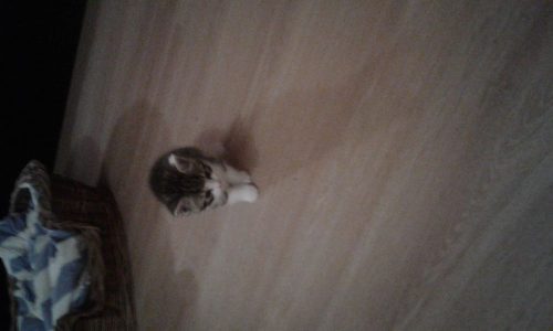 Kitten voor adoptie