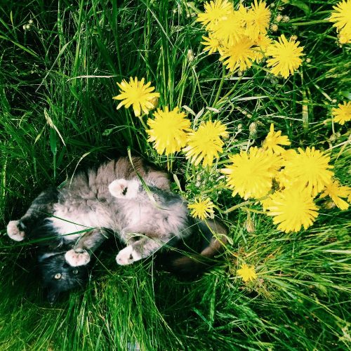 Grijs langharig kitten gezocht