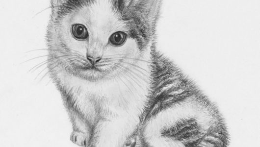 kitten_drawing_by_jeroenpaint-d7bgdfb