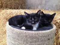 kittens regio Vlaamse Ardennen