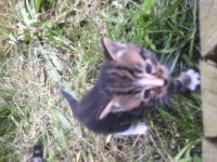 2 Kittens
