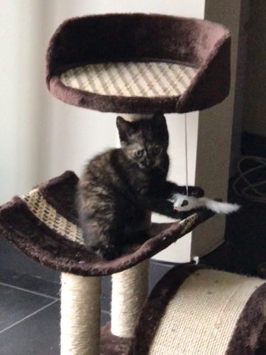 Kitten van 11weken oud zoekt een warm huisje