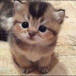 Jong leuk koppel zoekt een kitten voor gezelschap !