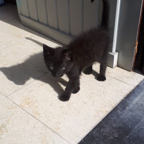 Speelse katertje, 13 weken