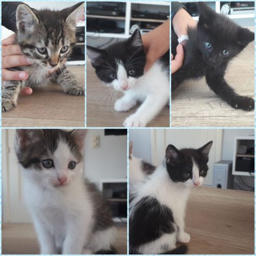 we hebben 5 kittens om weg te geven