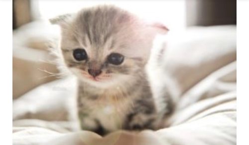 Gratis kitten gezocht