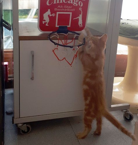 Kitten/vriendje gezocht