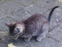 vrouwelijk, 9 weken oud .