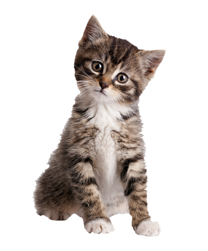 gezocht 1 kitten, vrouwtje