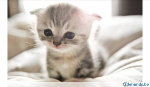 Kitten gezocht TURNHOUT