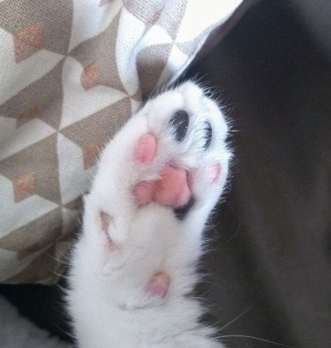 Kitten (M/V) gezocht, regio Oost/West-Vlaanderen