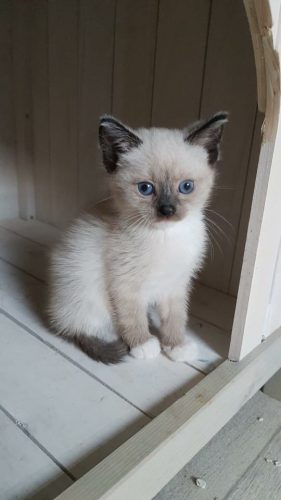 Ik ben op zoek naar een katertje