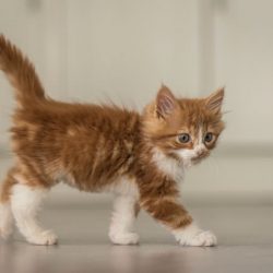kitten-walking-150904