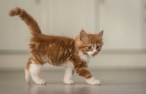Kleine kittens gezocht
