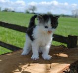 Jong leuk koppel zoekt een kitten voor gezelschap !