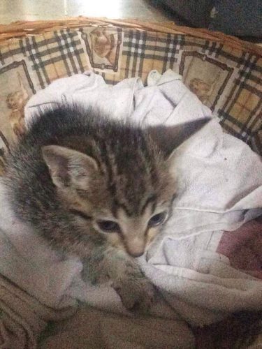 tijgerkittentje-ong.8weken