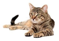 jun._kat_0