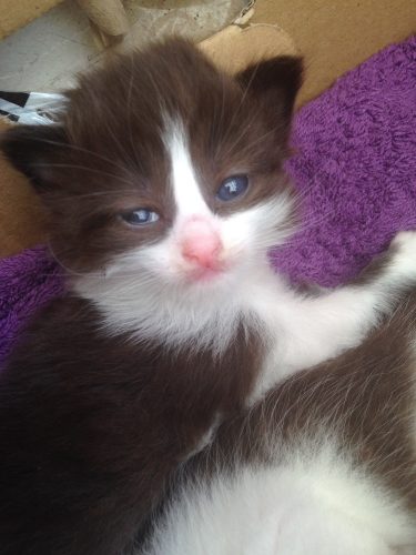 Lieve kittens mogen nestje verlaten