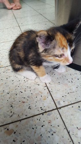 Kitten van ongeveer 7 weken gratis weg te nemen.