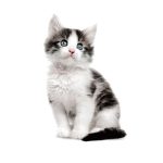 Gratis katertje gezocht in Oost Vlaanderen