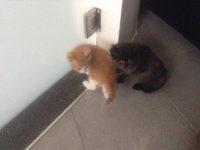 2 mooie, lieve en speelse kittens