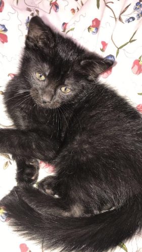 2 zwarte kittens + 1 grijs-zwart gestreepte kitten mogen weg in MECHELEN