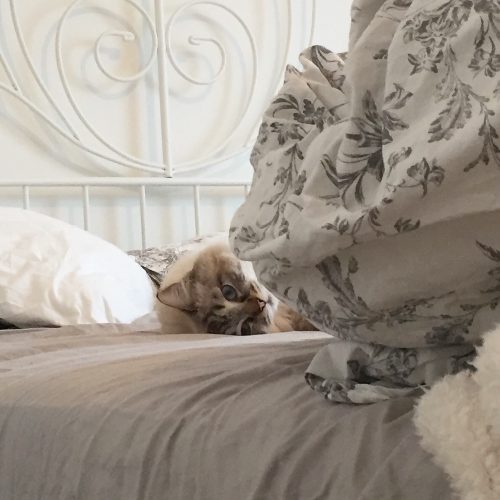 Op zoek naar een langharige kitten!