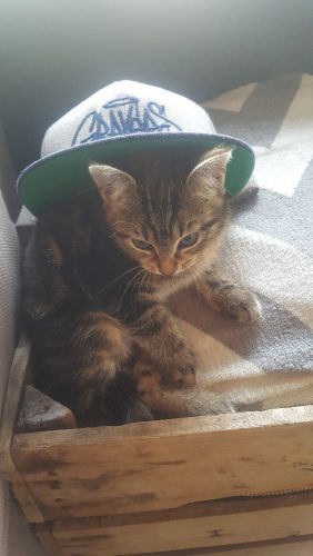 Gezocht: goede thuis voor 2 tijgertjes