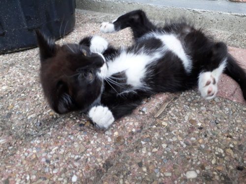 1 of 2 kittens te geef