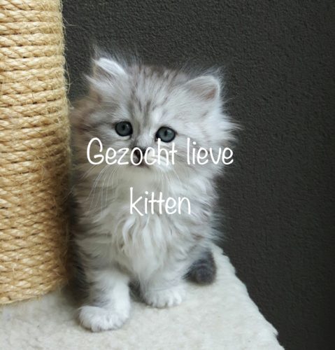 Kitten gevraagd regio 9100 – 9160 of omgeving