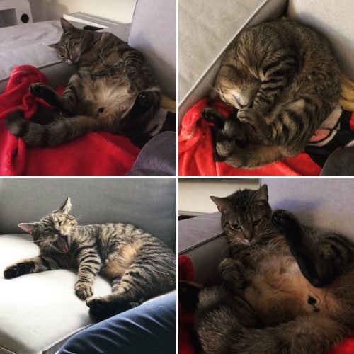 Kater zoekt nieuwe thuis